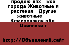 продаю лпх - Все города Животные и растения » Другие животные   . Кемеровская обл.,Осинники г.